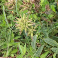 Verbena aristigera S.Moore